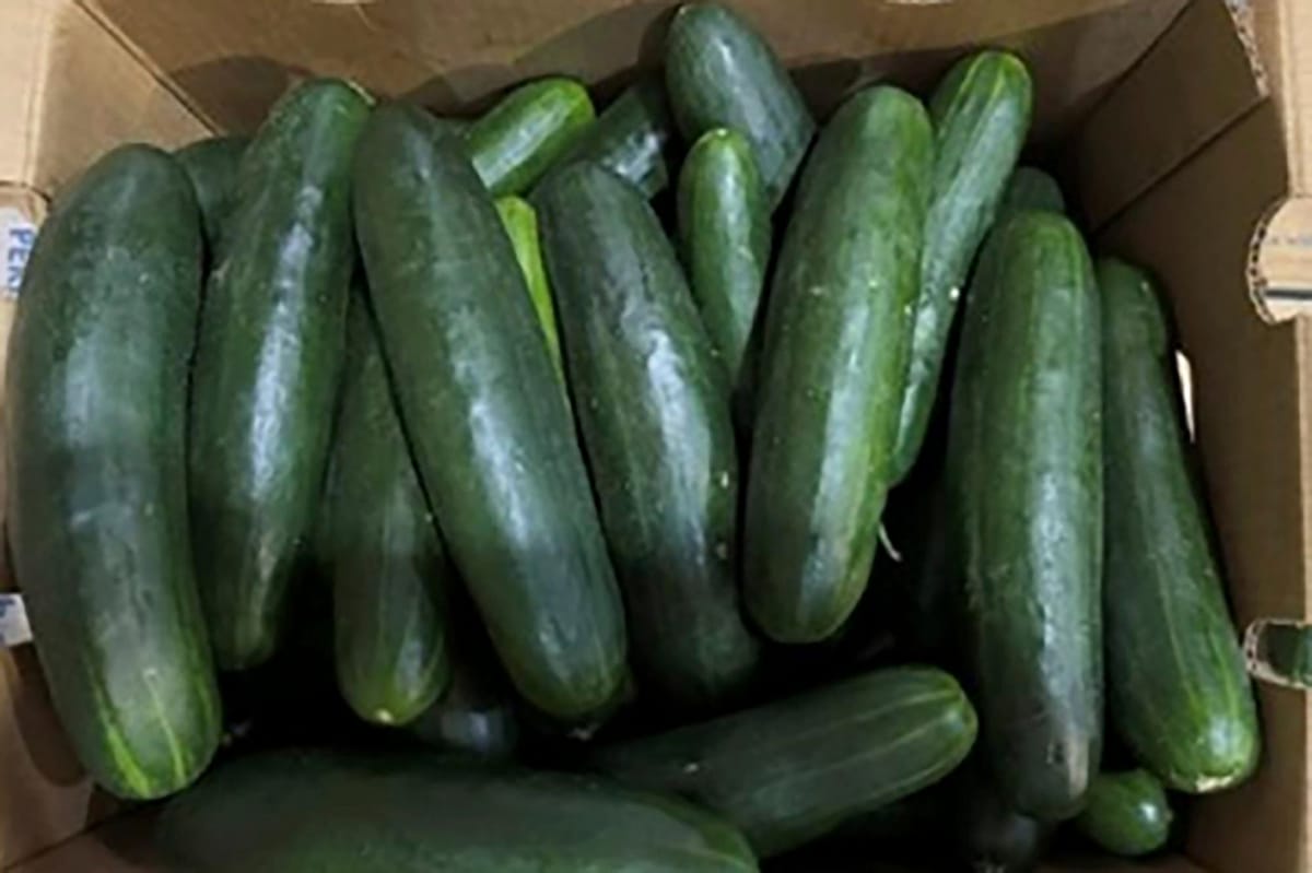 Salmonella Outbreak Linked to Contaminated Cucumbers