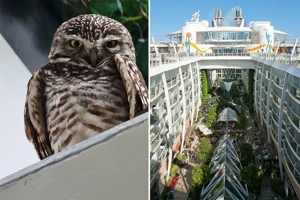 Stowaway Owls From Royal Caribbean Cruise Released Back in Florida