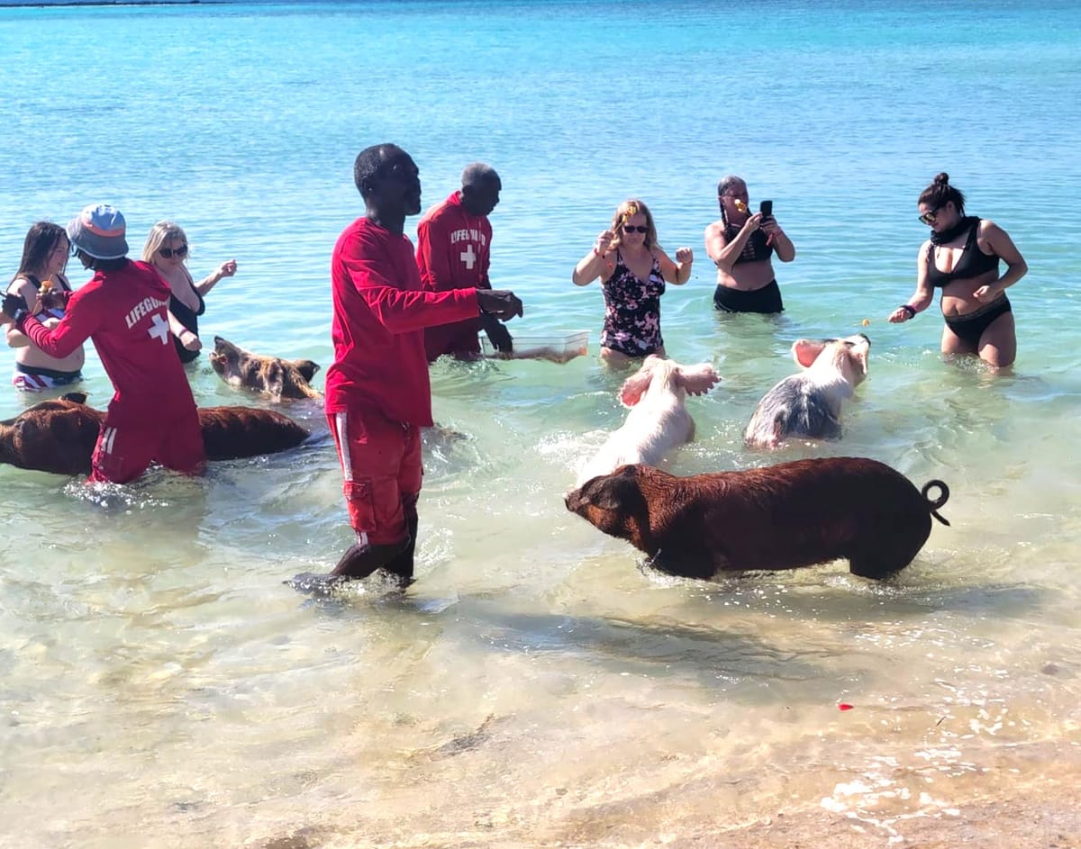 Carnival Sued After Passenger Hurt on Nassau Swimming with Pigs Tour