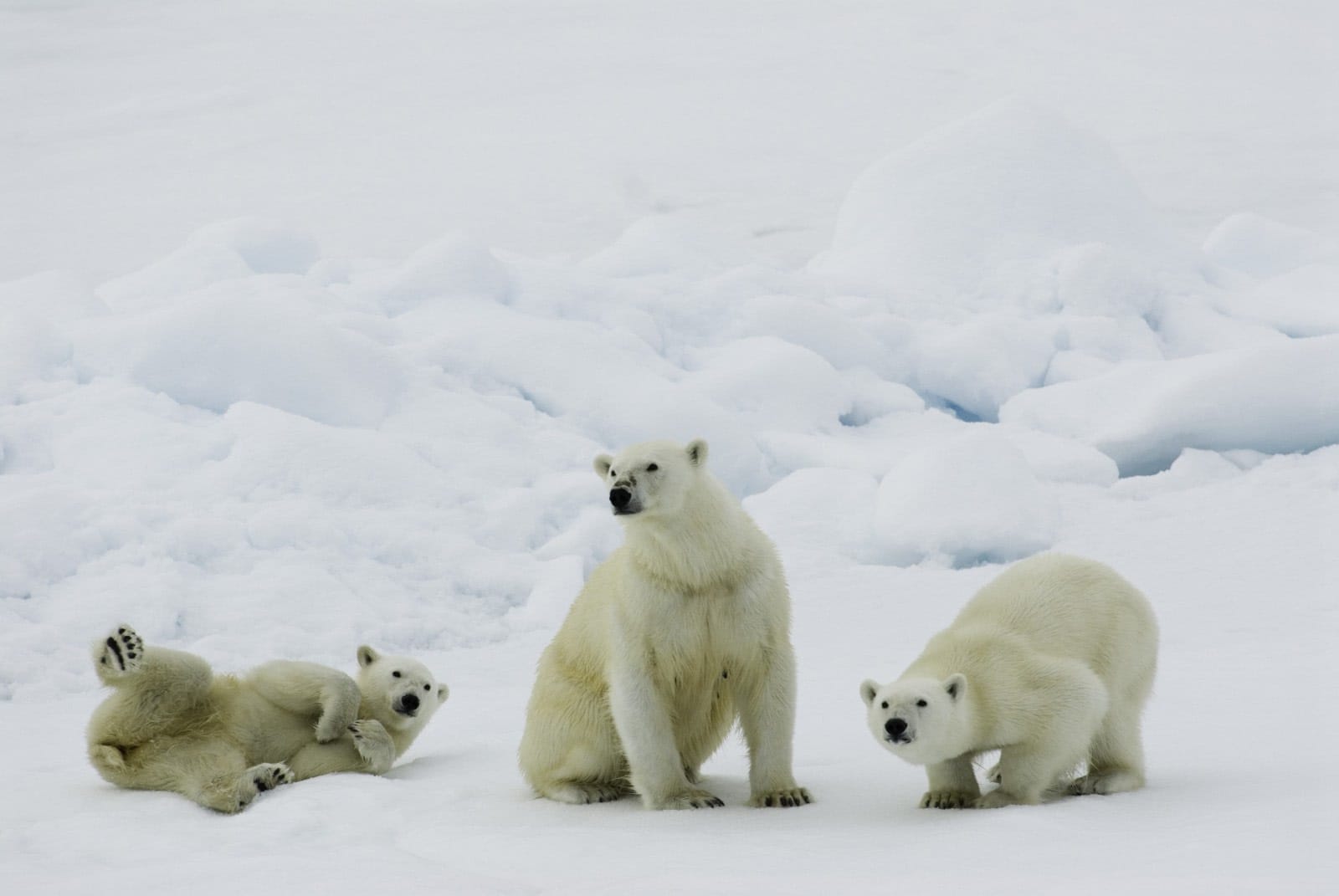 66 Expeditions Unveils 2026 Arctic Voyage Pairing Bears and Aurora