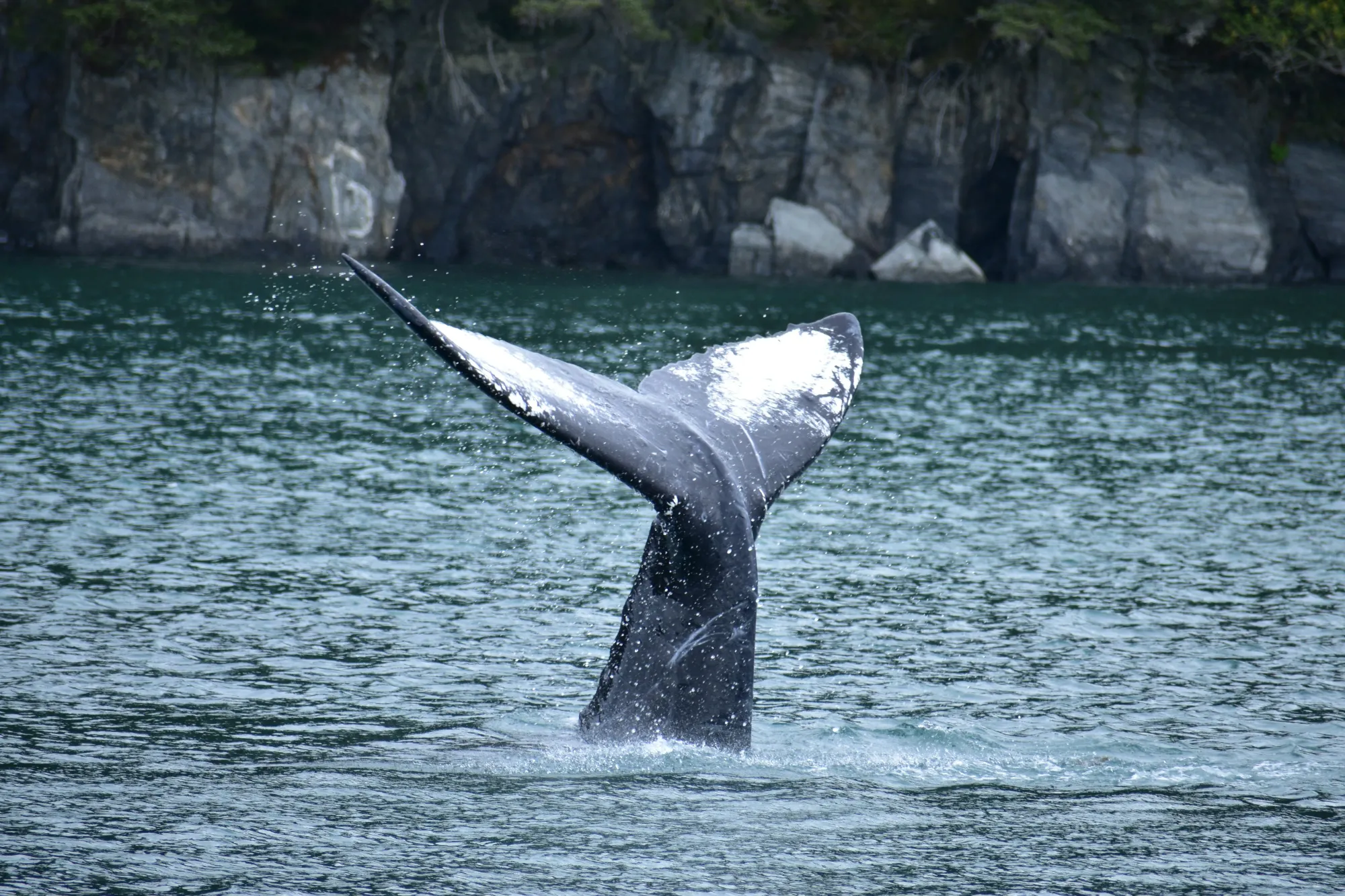MSC Poesia Adds Whale Observer to Reduce Alaska Strike Risks