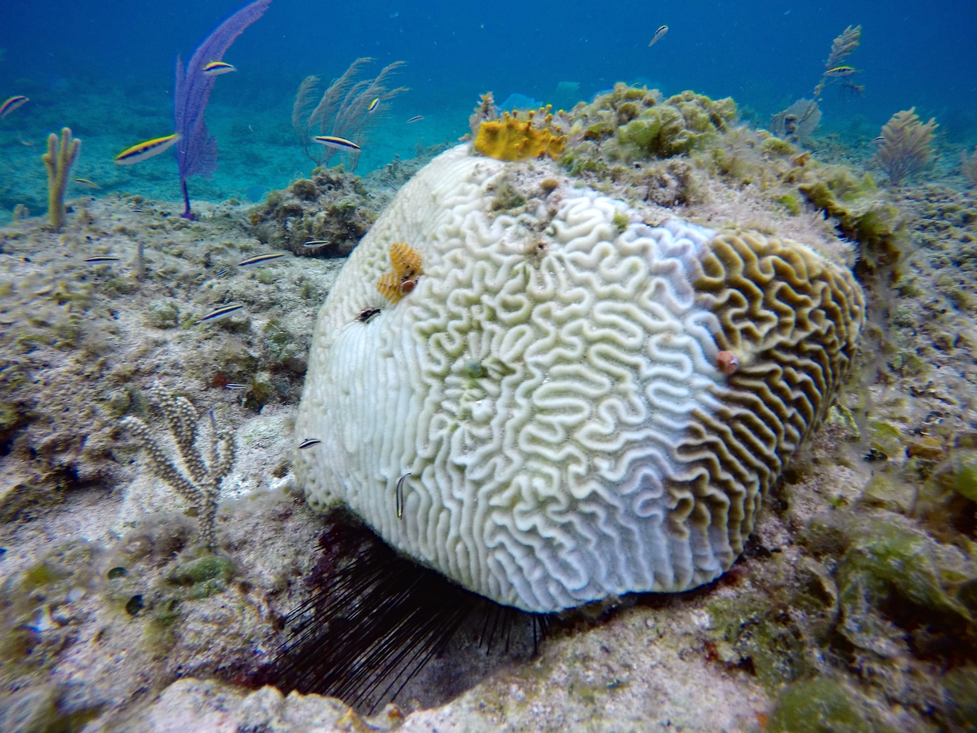MSC Foundation Convenes Experts on Bahamas Coral Disease Response
