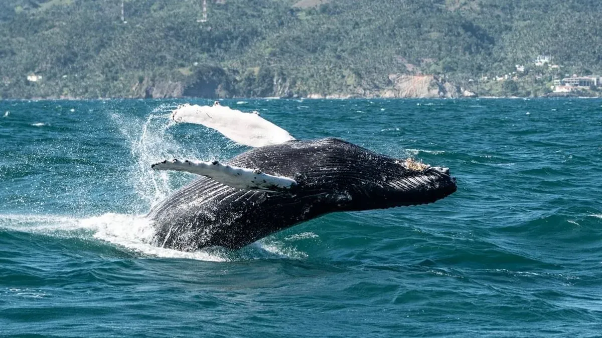 Ambassador Renews ORCA Partnership for 22 No-Fly Cruises