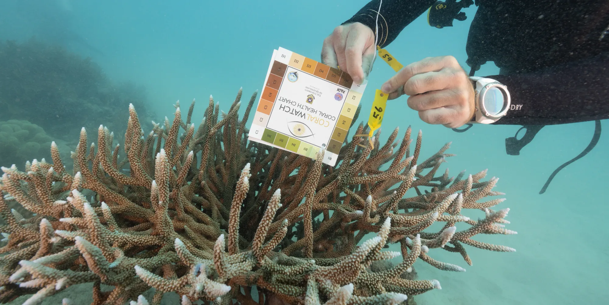Coral Expeditions Adds Citizen Science Great Barrier Reef Voyage