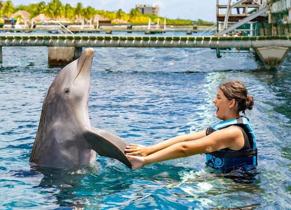 Cruise Lines Revamp Dolphin Tours in Mexico