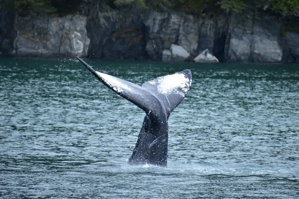 MSC Poesia Adds Whale Observer to Reduce Alaska Strike Risks
