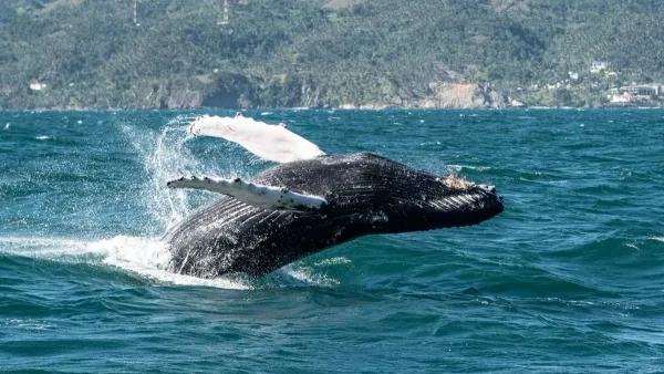 Ambassador Renews ORCA Partnership for 22 No-Fly Cruises