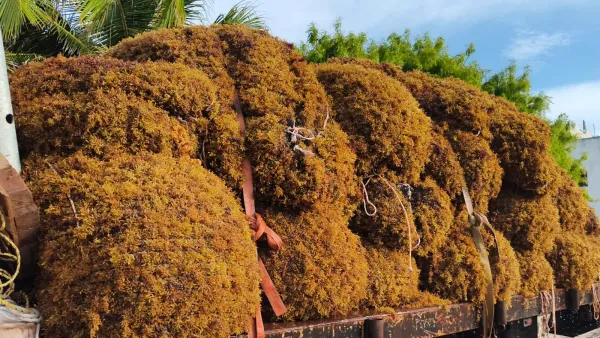 Royal Caribbean Adds Third Sargassum Collection Boat in Mahahual
